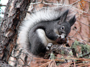 Trapping Chipmunks - A-Z Animals