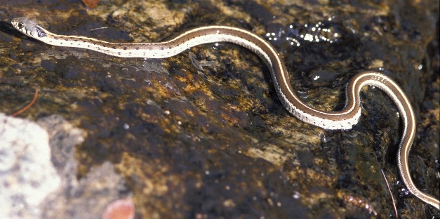 dark brown snake with white stripes