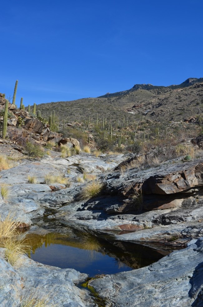 Metamorphic rock in a desert stream. The bedrock surrounding a tinaja has a bluish hue and polished look. The background shows the upstream landscape of bedrock, saguaros, and mountains.