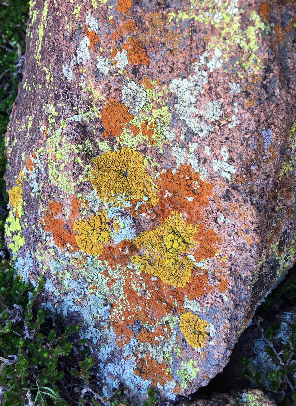 Colorful close up shot of lichens on a rock. Colors include mustard yellow, yellow green, orange, and light blue