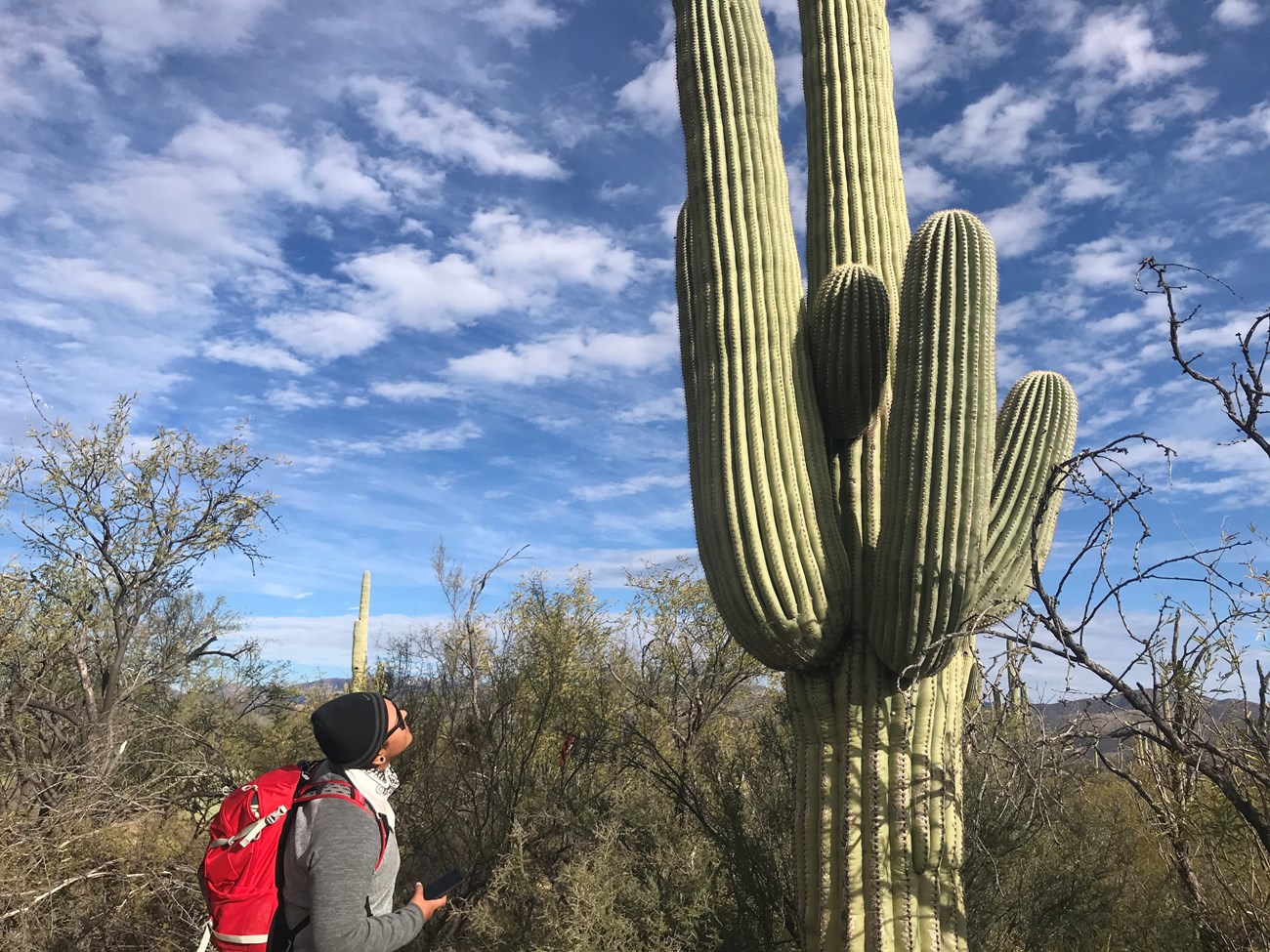 A person looking at a saguaro.