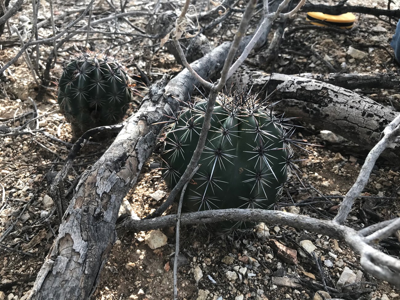 Two small saguaros