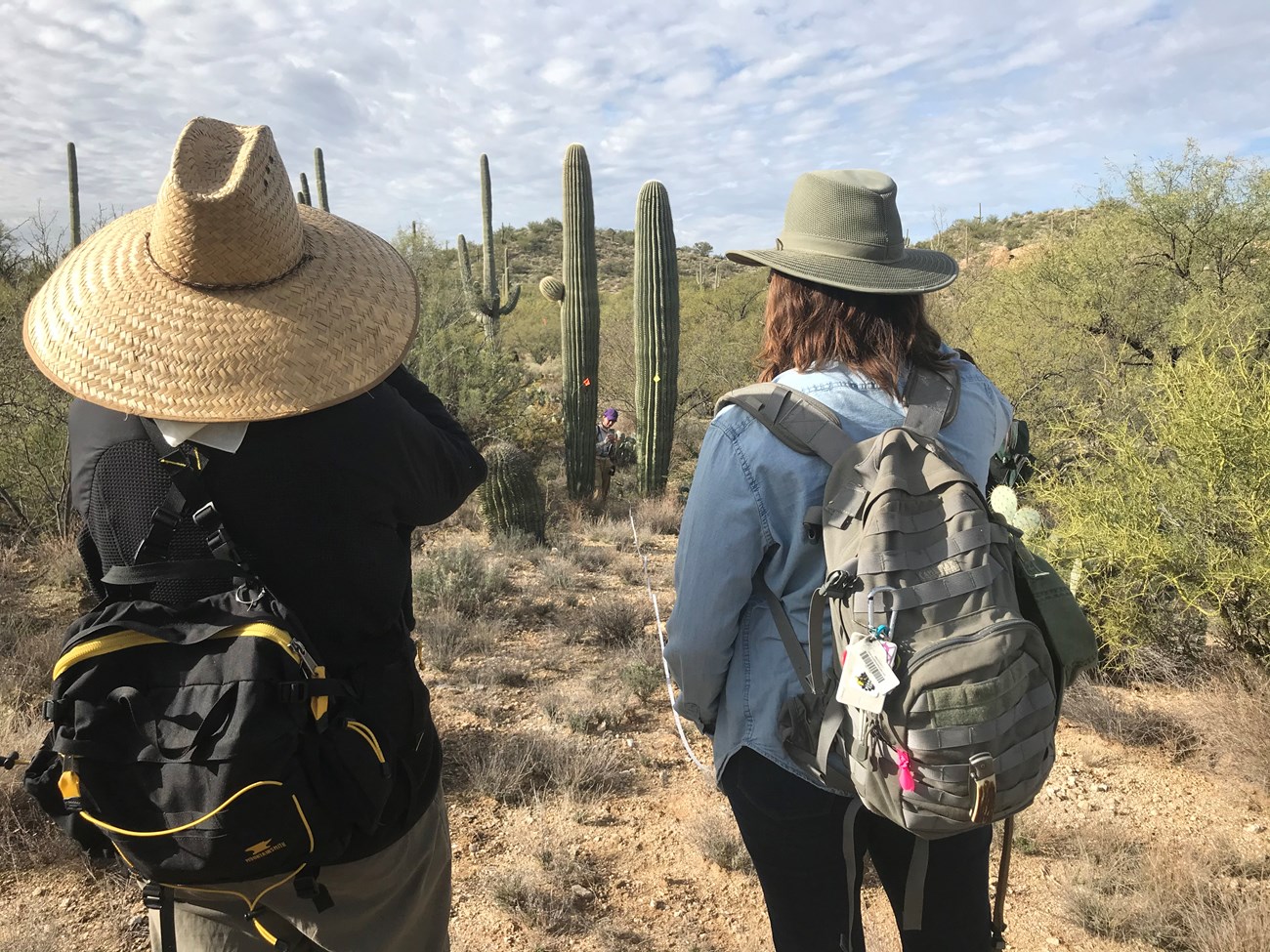 Two people using a clinometer to find the height of saguaros from a distance.