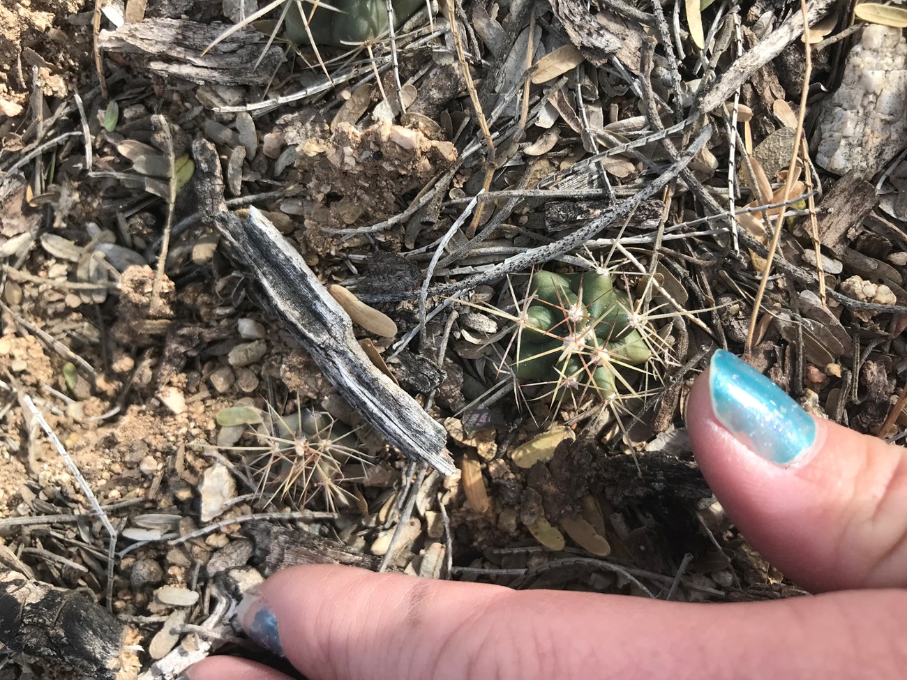 A few tiny saguaros growing on a ground.