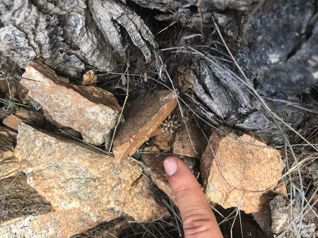 A finger pointing toward a tiny saguaro growing out of rocks.