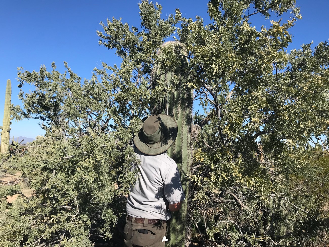 Park staff reaches into ironwood tree to measure saguaro with meter stick