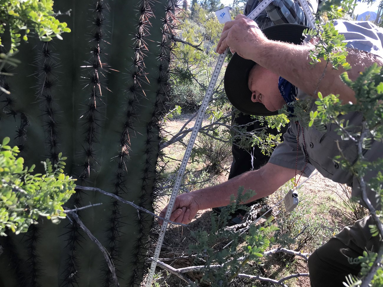 Volunteer crouches to measure saguaro tucked in vegetation