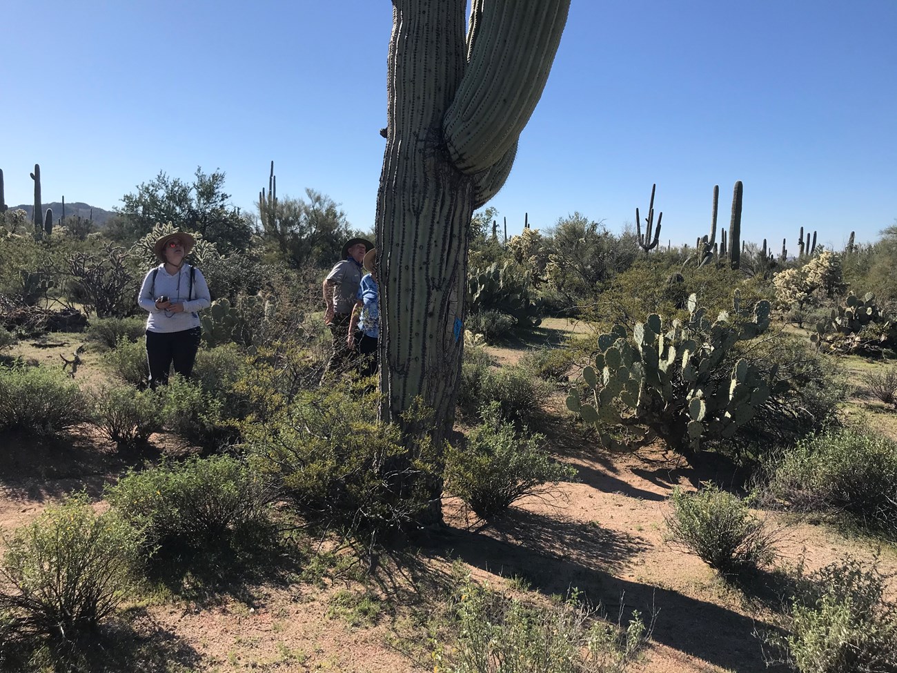 Volunteer gazes up at large saguaro