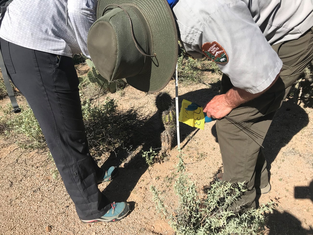 Volunteer crouches to measure small saguaro with meter stick