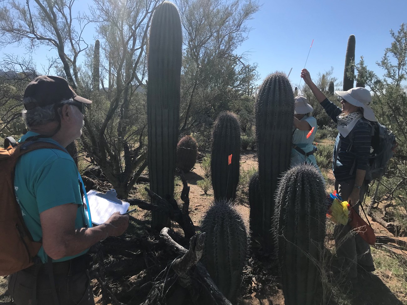 Volunteers take data on a cluster of saguaros