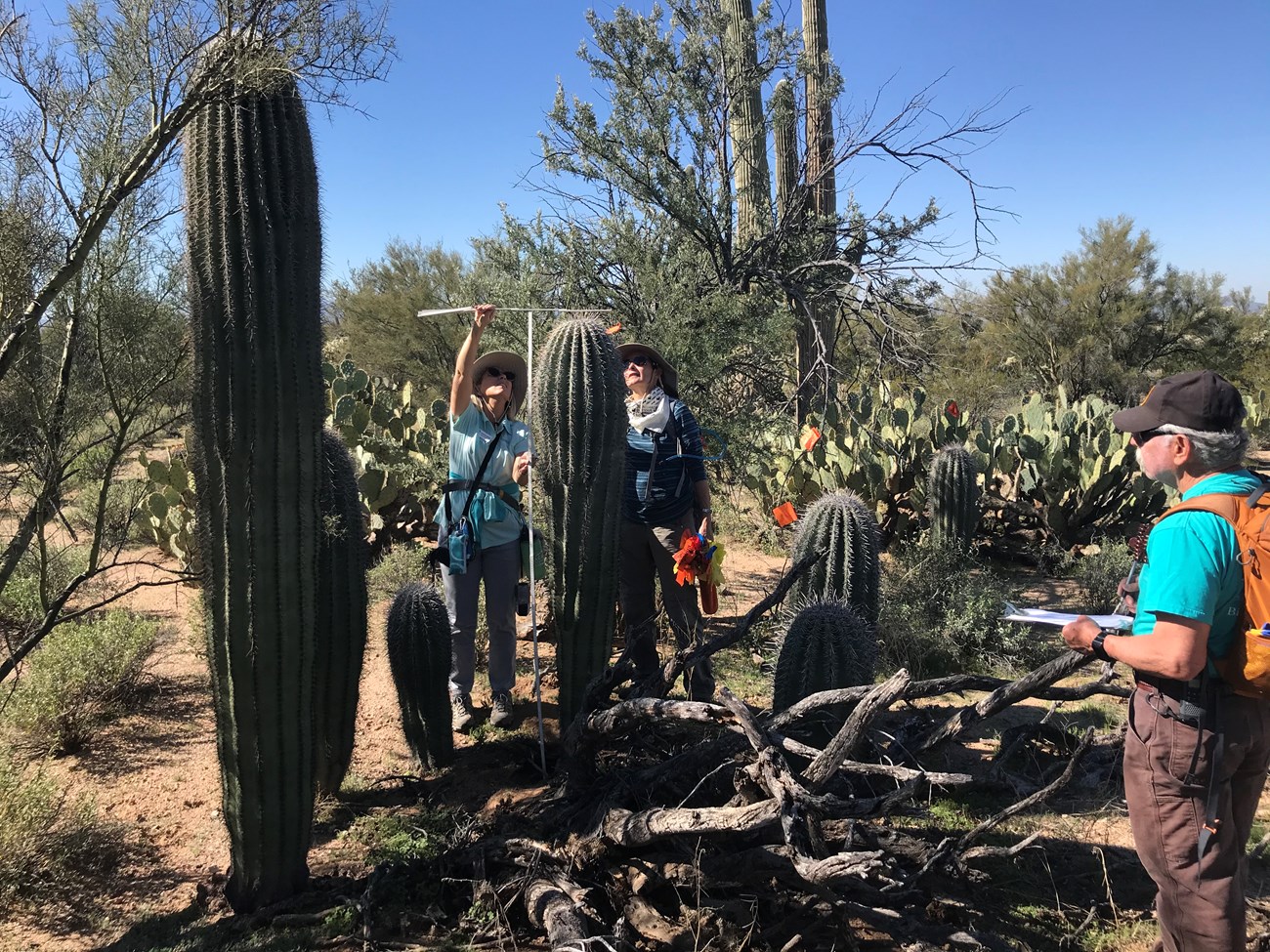 Volunteers collect data on cluster of saguaros