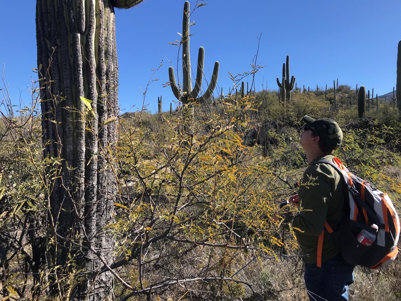 A volunteer looking up at a saguaro.