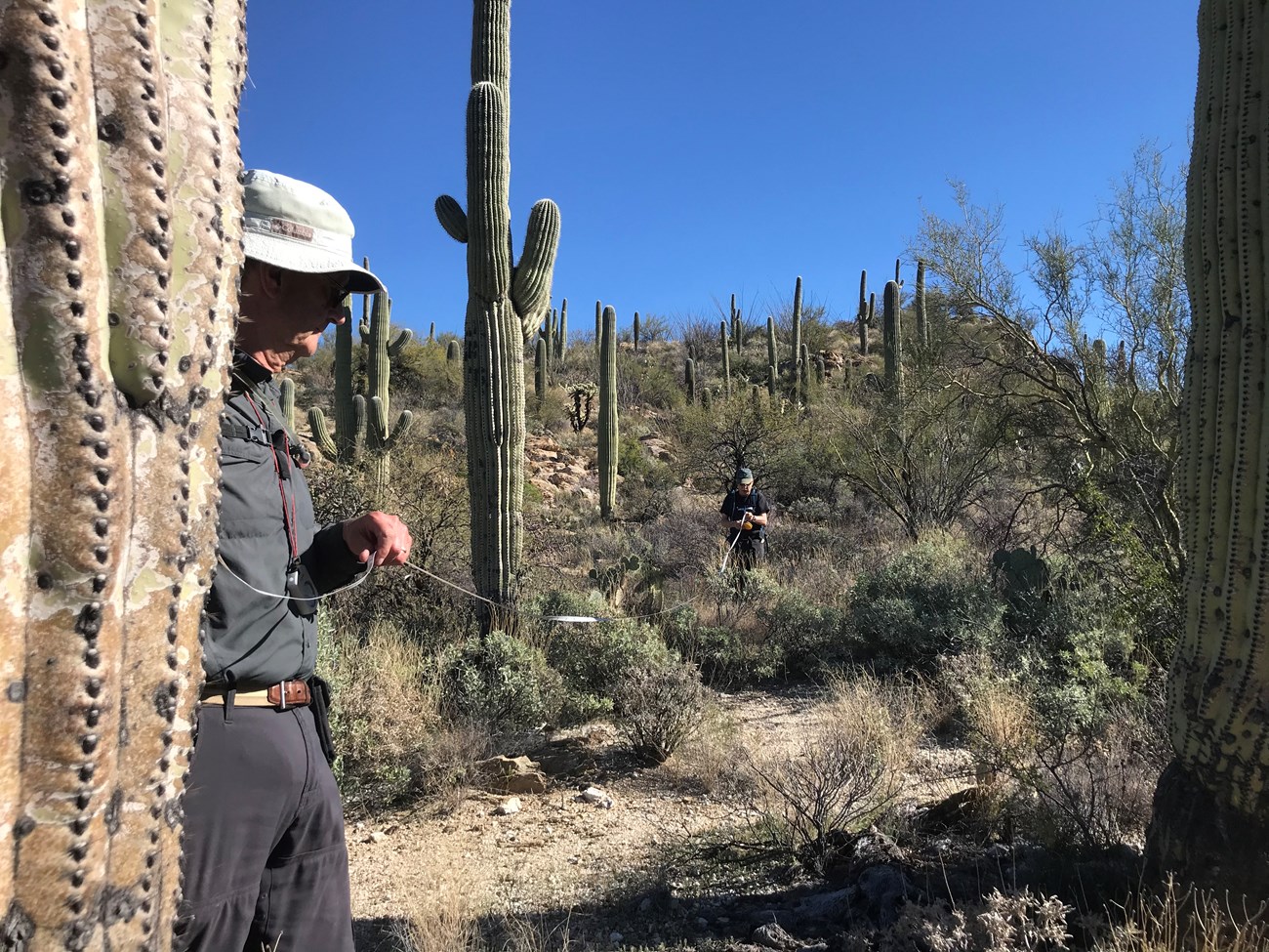 A volunteer holding one end of a measuring tape next to the base of a saguaro.