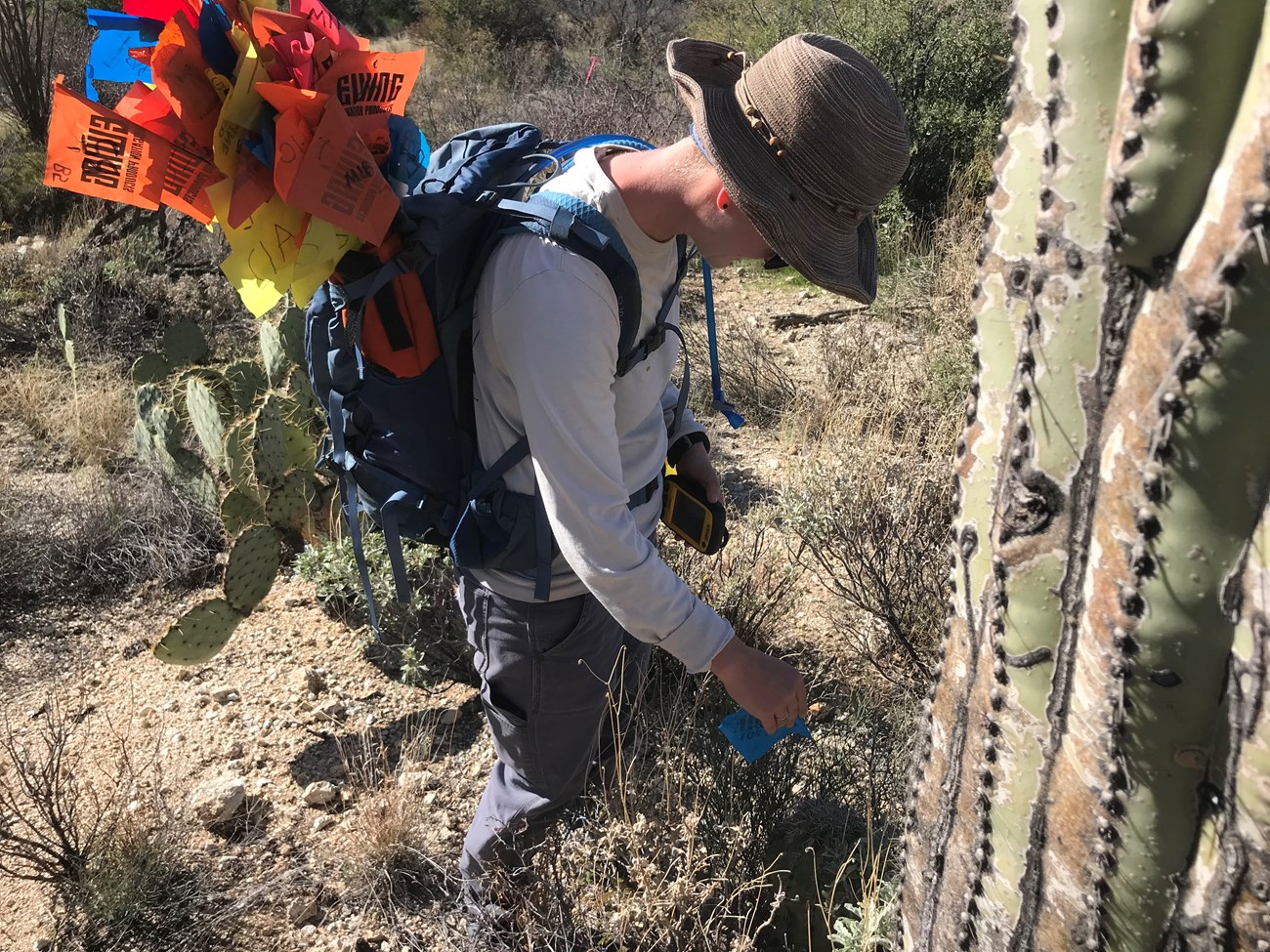 Park staff sliding a blue flag through the spines of a saguaro.