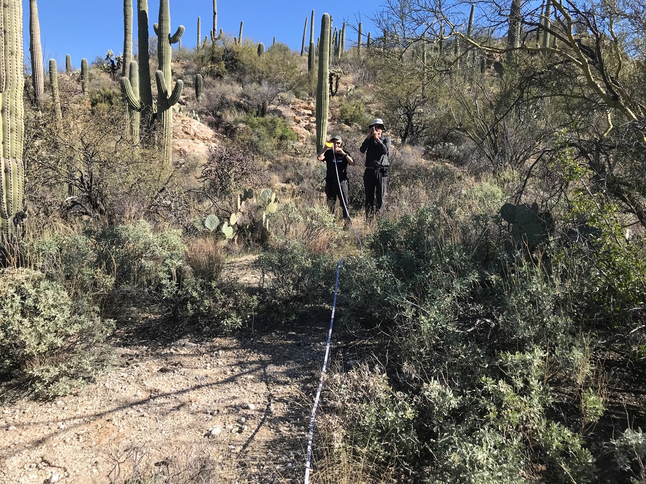 Volunteers using a clinometer to measure the height of a tall saguaro.