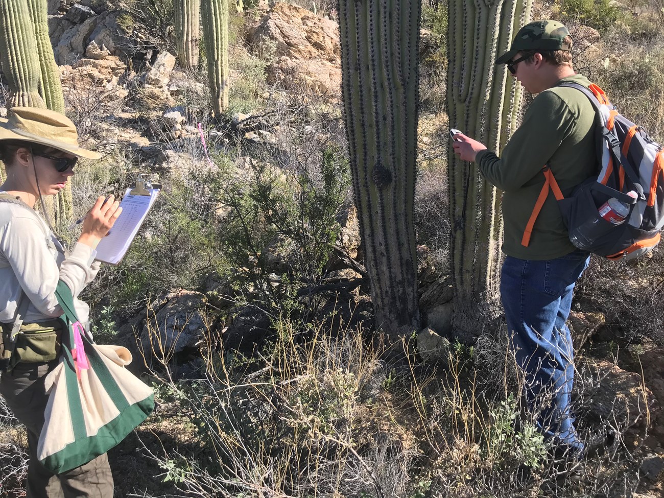 A volunteer reading the coordinates of a saguaro.