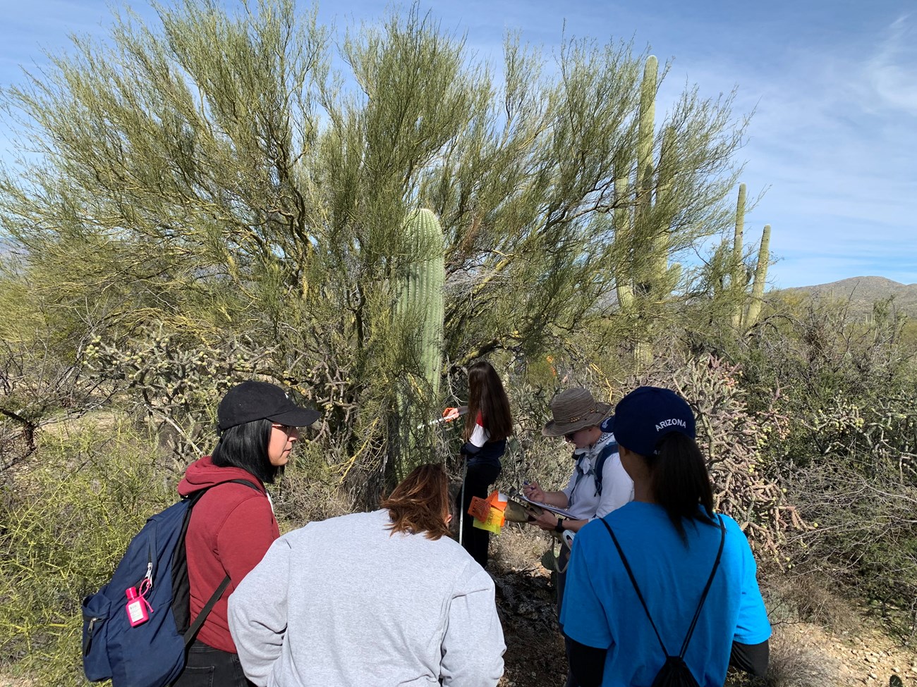 Students around a saguaro with its nurse tree.
