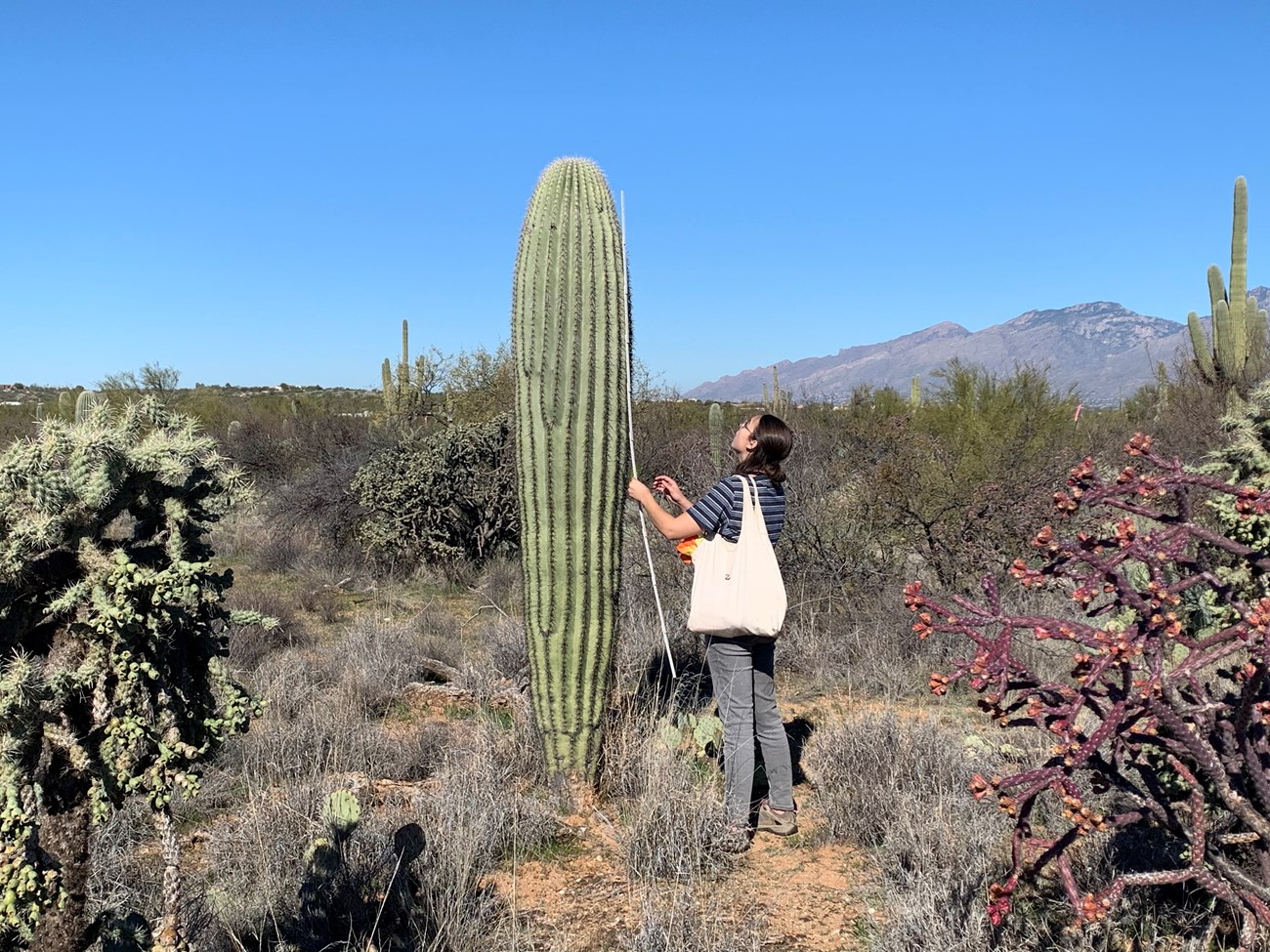 Student measures saguaro height