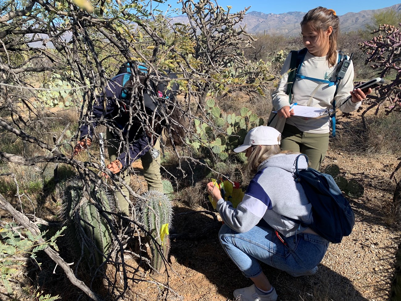 Students measure small saguaros under nurse tree
