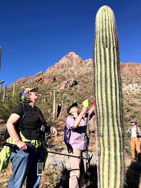 Women measuring the height of a saguaro using a meter stick