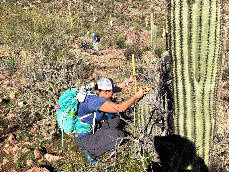 Woman measuring the height of a saguaro using a yellow meter stick