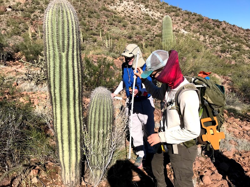 People out in the field about to take the height of a saguaro