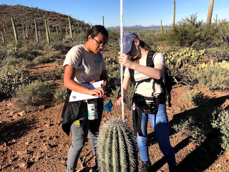 Two students working together to measure the height of a short saguaro using a meter stick