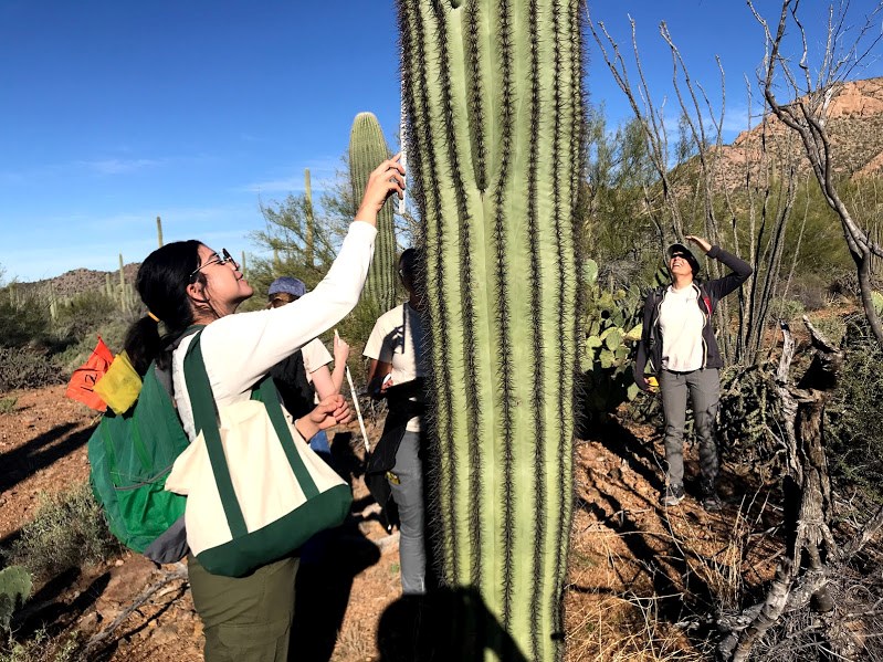 A student finding the height of a saguaro using a white folding ruler