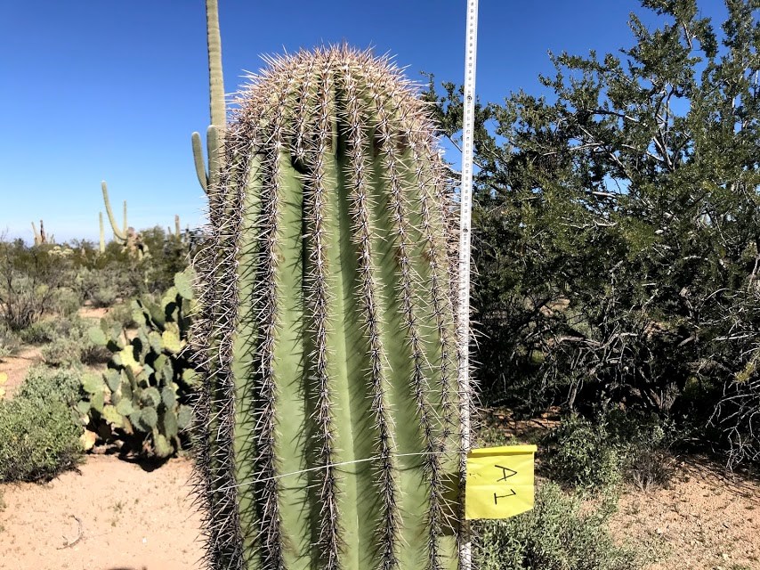 Saguaro with flag being measured