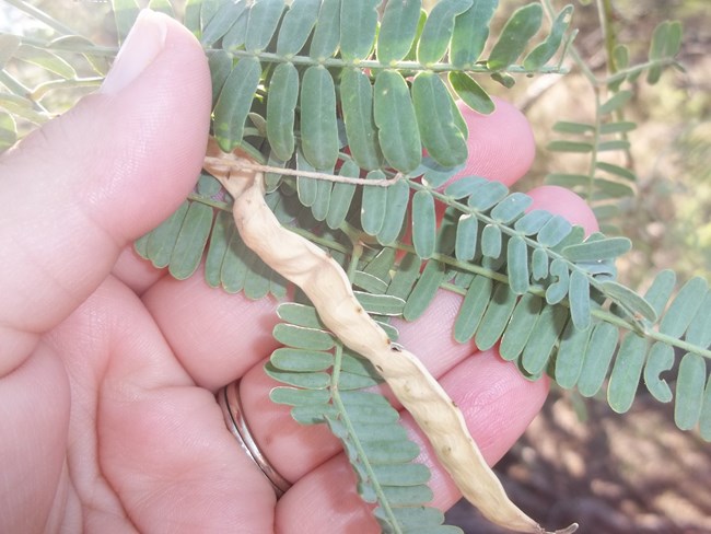 Closeup of mesquite leaves and seed pod. The leaves are compound and have many small green leaflets. The seed pod is long, slender, and tan.