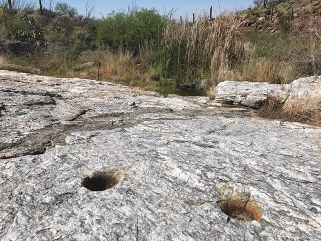 Bedrock mortars seen in Javelina Wash. Two round pits are seen carved into the bedrock with desert riparian vegetation in the background.