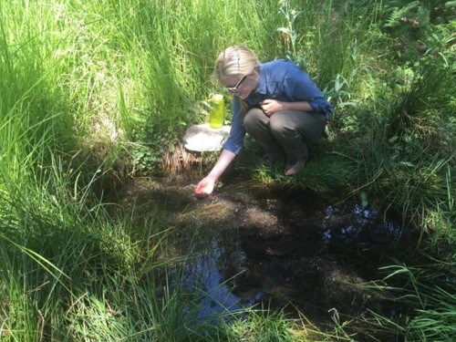 A park intern crouches at the edge of a spring pool and dips a hand into the water. They are surrounded by lush and vibrant spring vegetation.