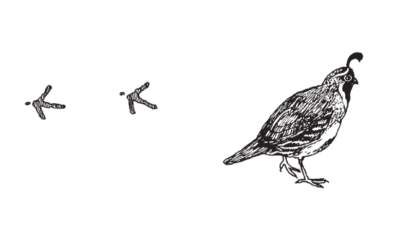 sketch of gambel's quail on the right side of the image and its tracks on the left