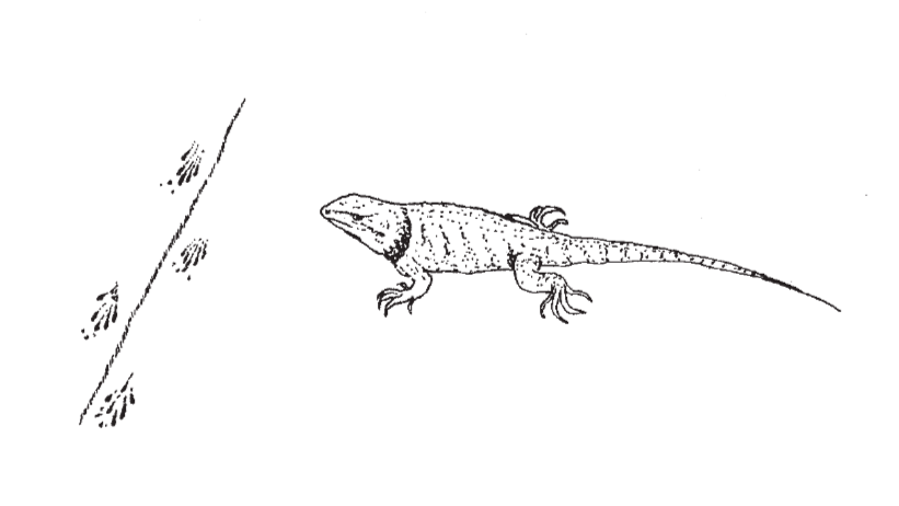 sketch of desert spiny lizard and its tracks