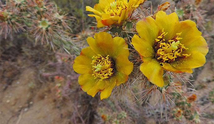 staghorn cholla