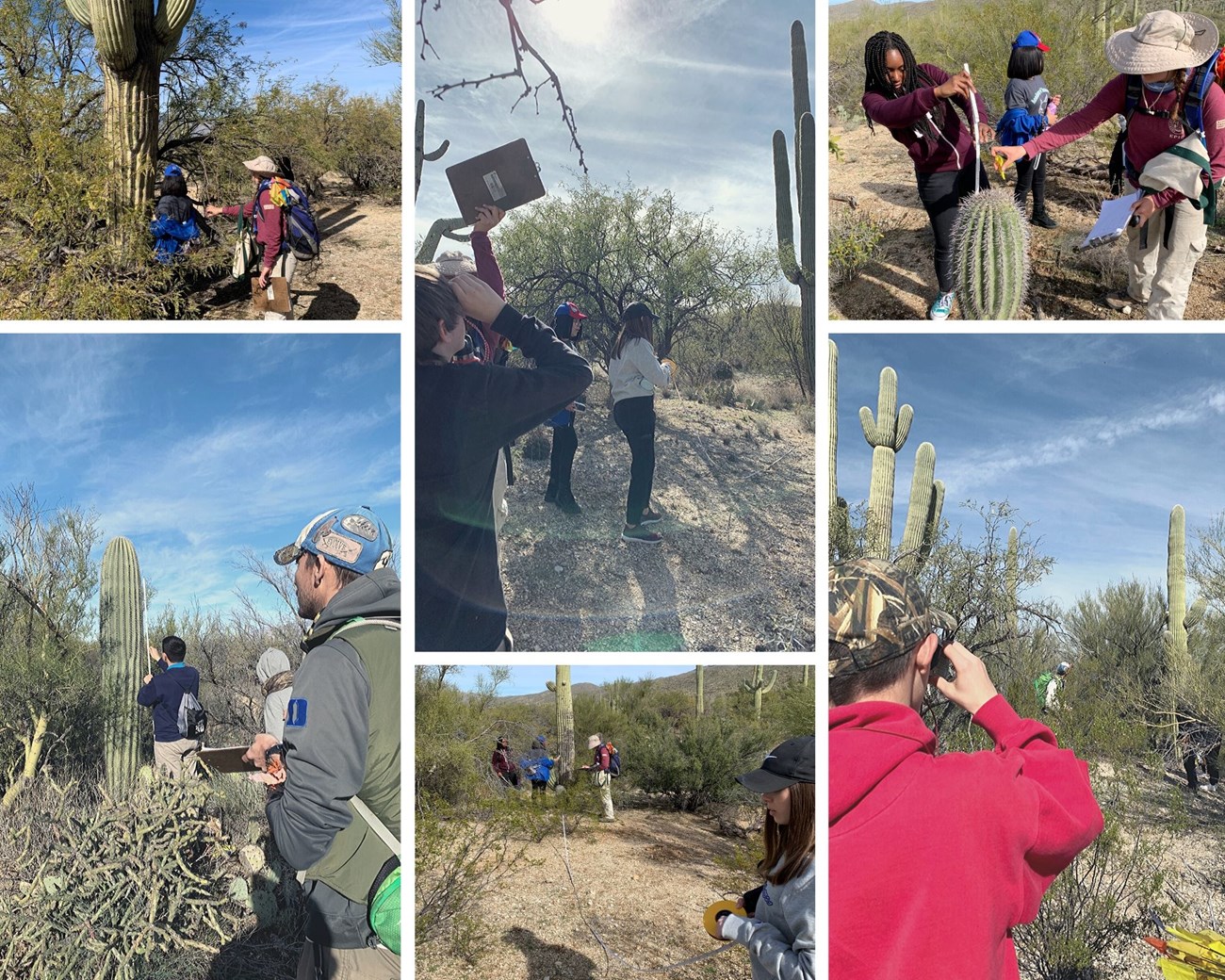 Photo collage of students using a clinometer and measuring the height of saguaros using meter sticks.
