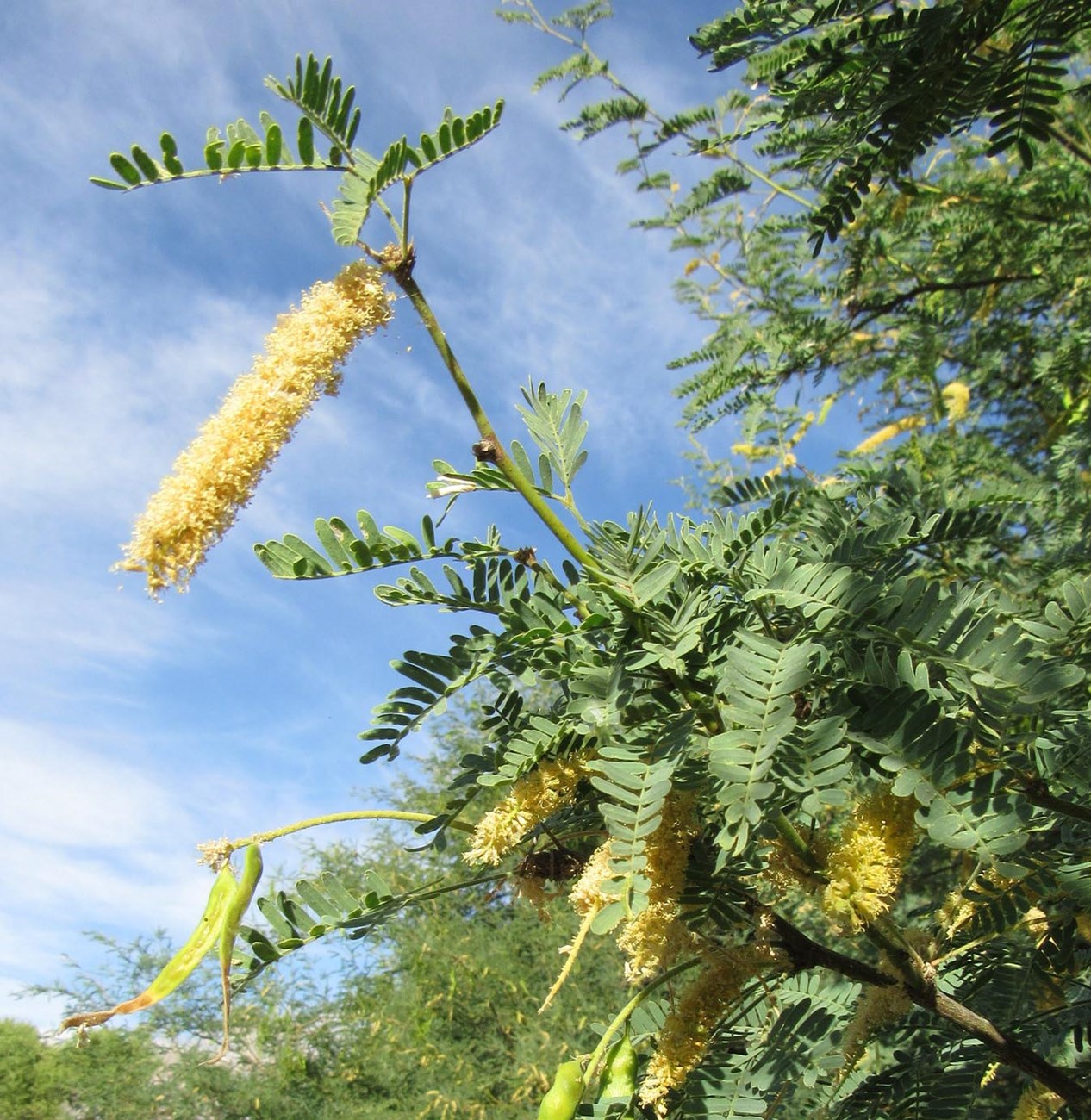 Close up of mesquite reproductive structures called catkins. They are oblong clusters of small yellowish flowers.
