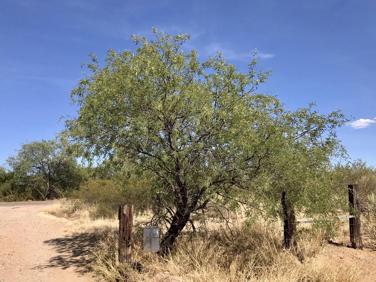 A classic, mature velvet mesquite tree growing along a barbed wire fence. It is loaded with healthy, green leaves.