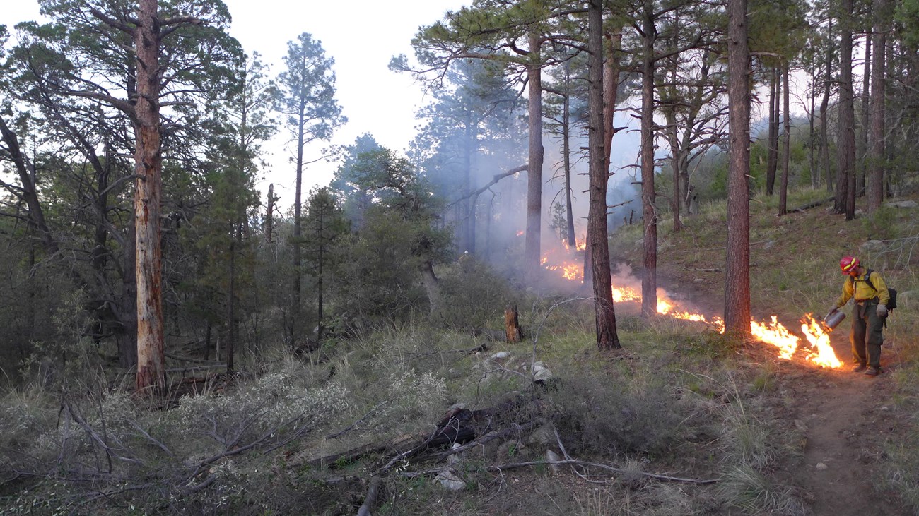 Wildland firefighter uses drip torch to ignite low-intensity fire along a firebreak line in the high elevations of the Rincon Mountains during the Deerhead fire of 2014.
