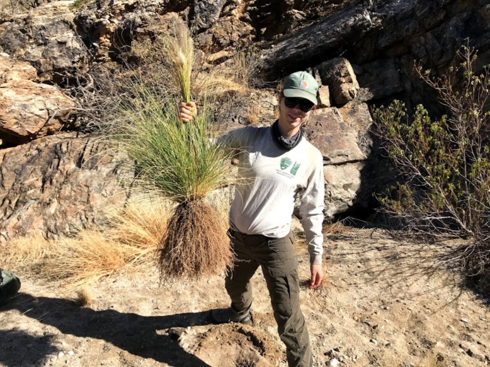 Intern holds large fountain grass plant up by a cluster of its leaf blades. A large root mass hangs below.