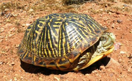 Turtles Saguaro National Park U S National Park Service