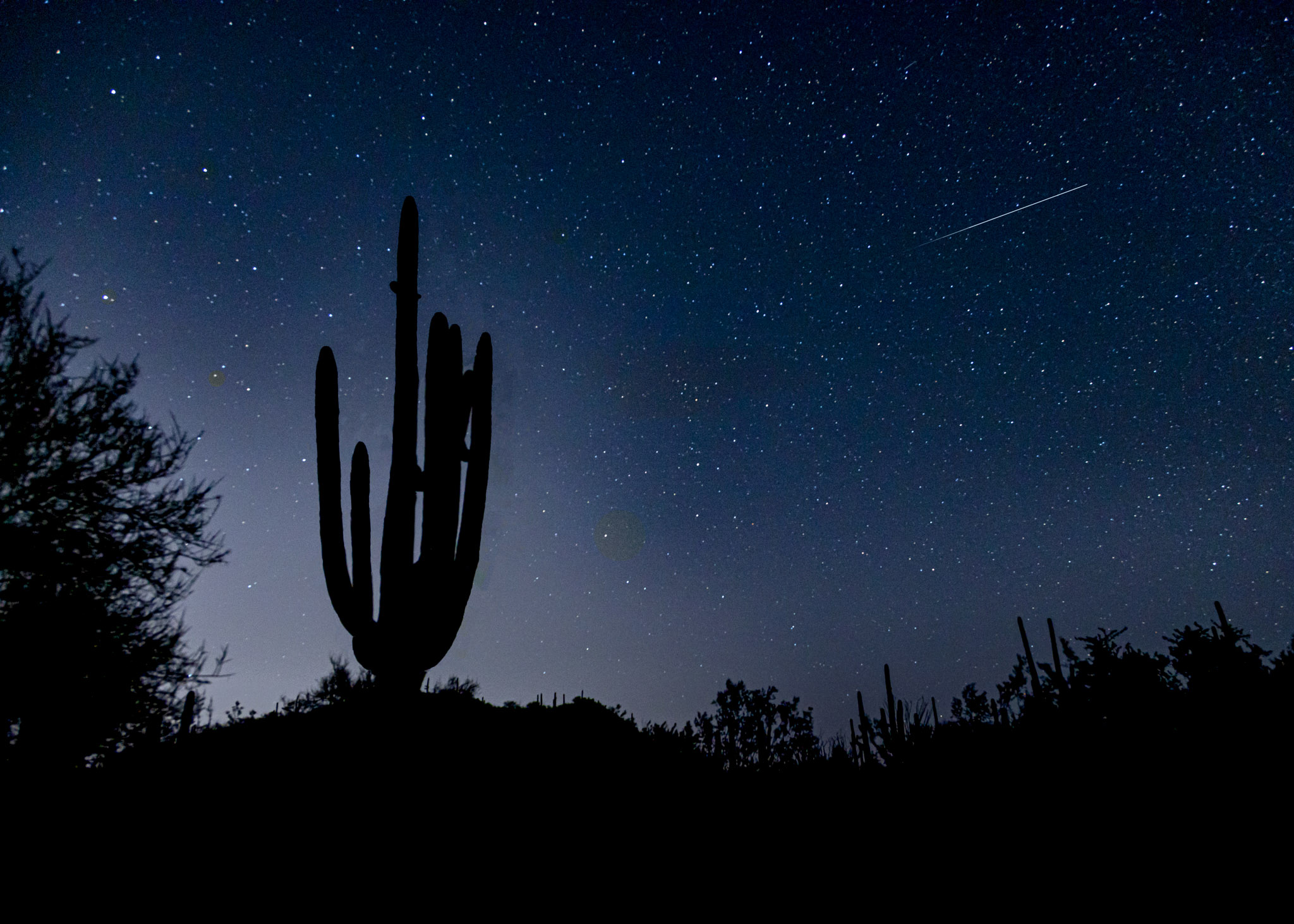A Saguaro Silhouette stands among a sky of stars.