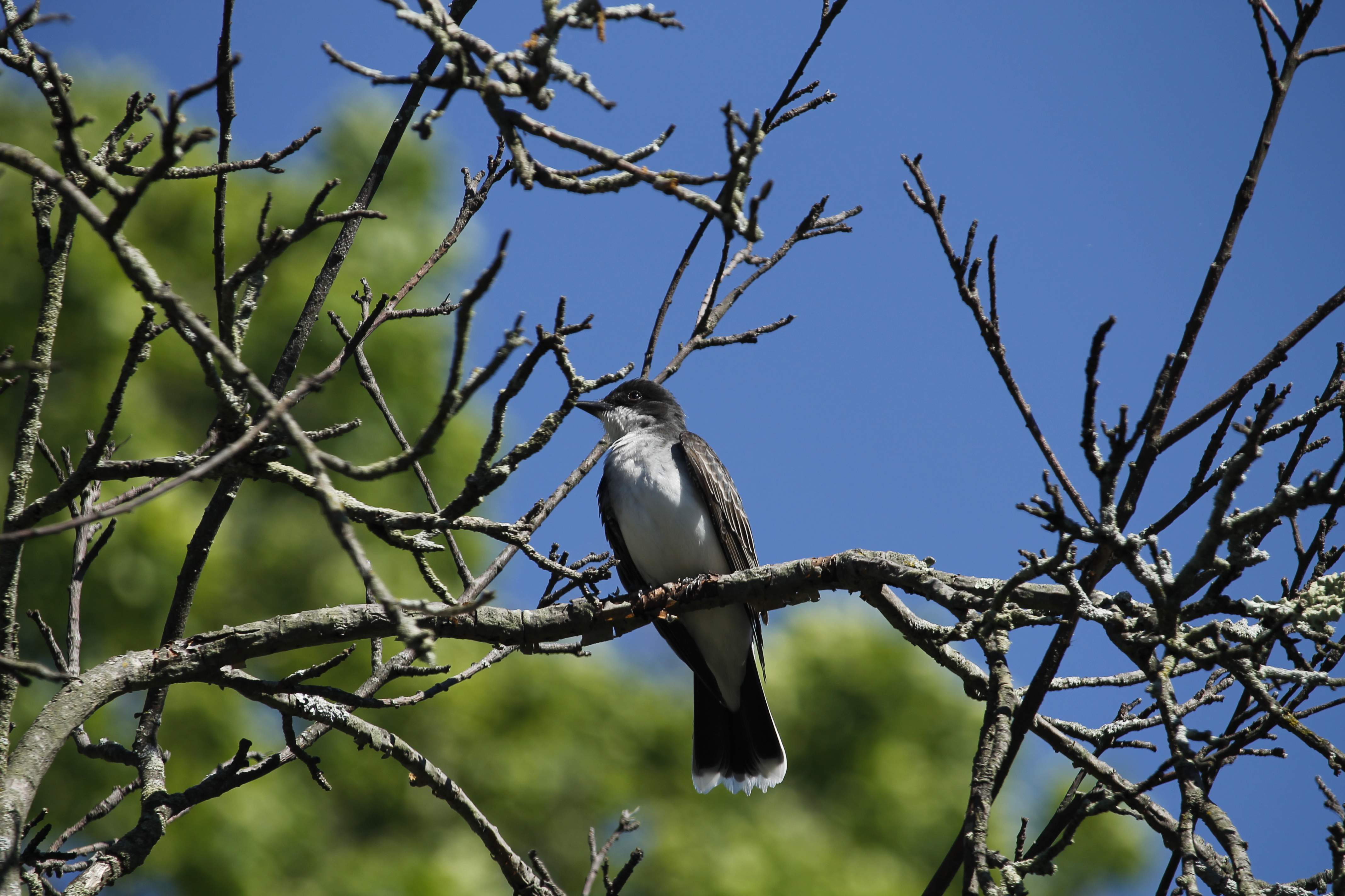 Blue Jay (Birds of Sagamore Hill National Historic Site) · iNaturalist