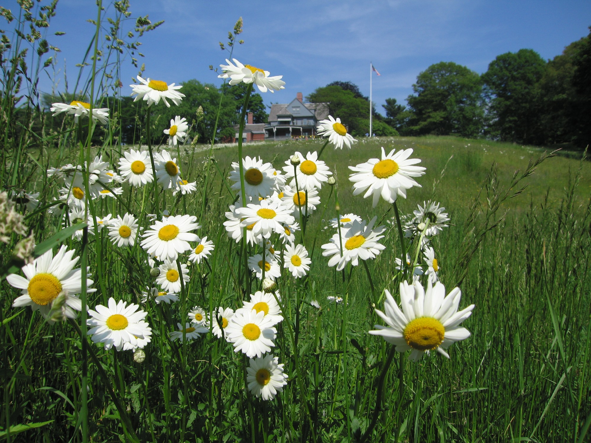 Daisies in front of Sagamore Hill