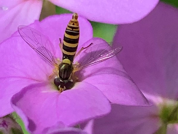 A black and white flying bug on a purple flower.
