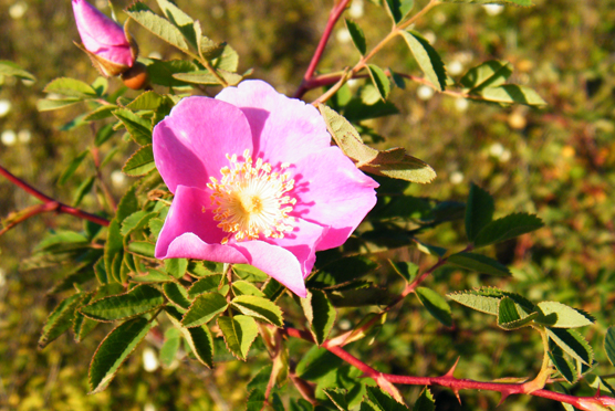 nootka rose bush