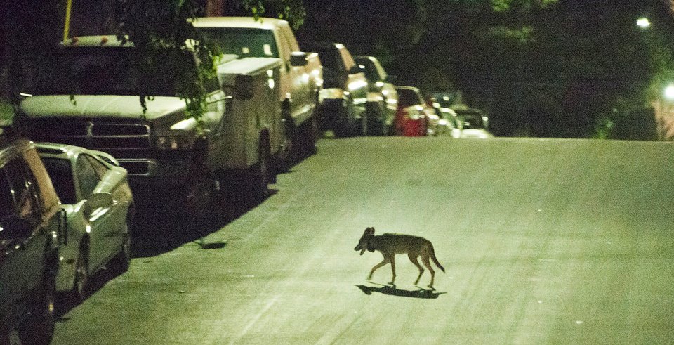 A coyote crosses a street near downtown Los Angeles.