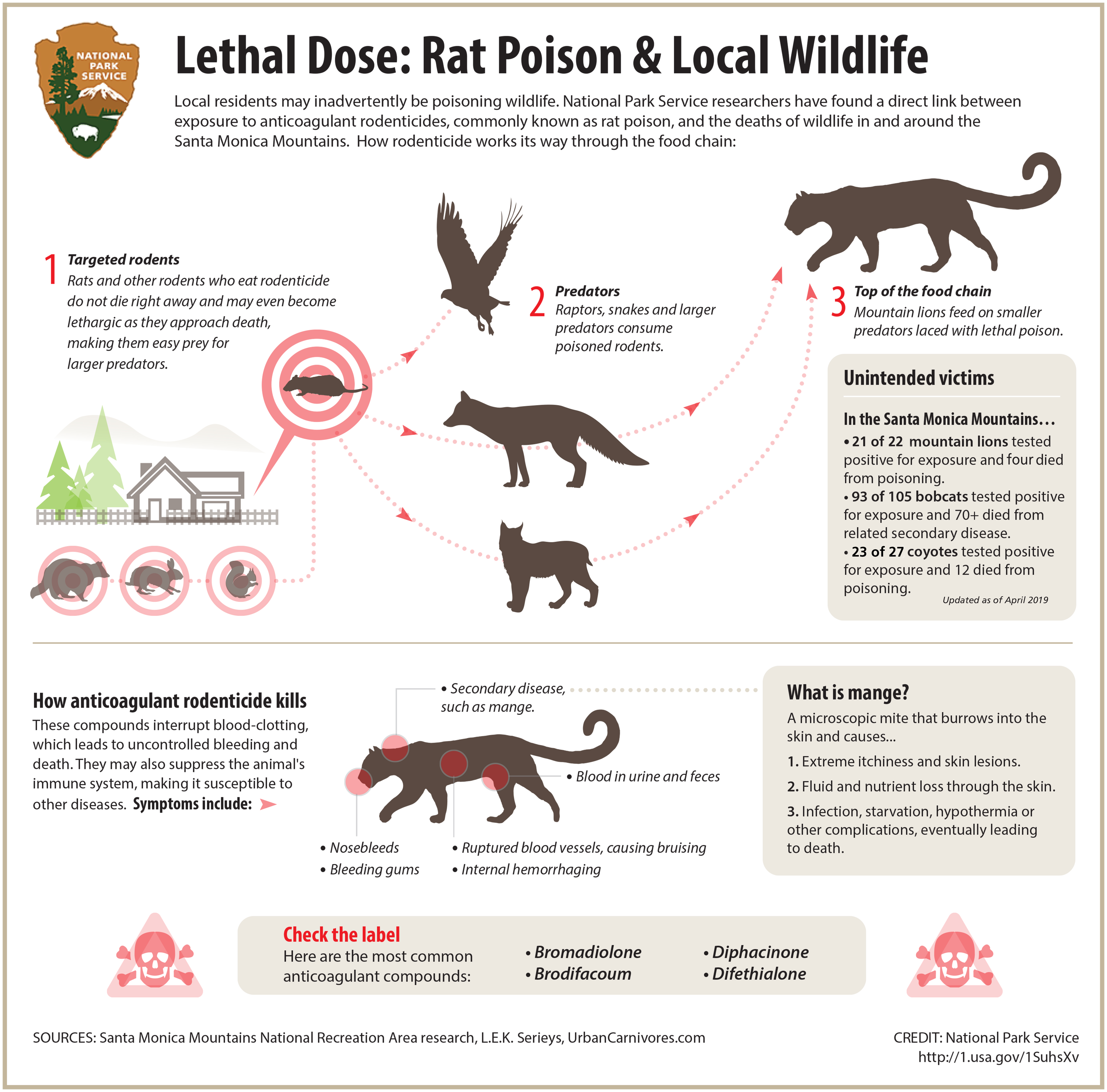 The effects of rat poison and how it works