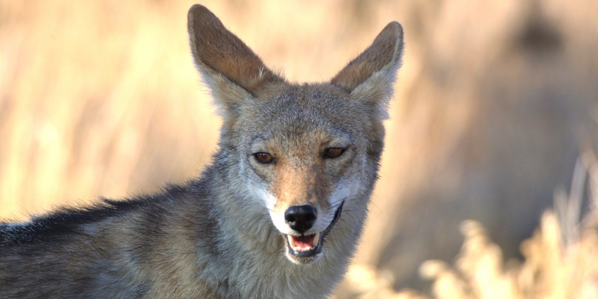 Download Coyotes Santa Monica Mountains National Recreation Area U S National Park Service