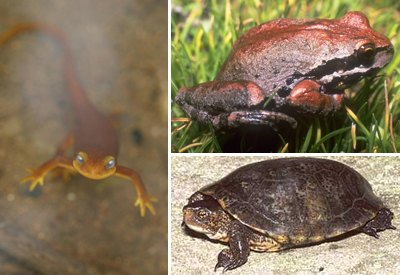 Amphibians - Santa Monica Mountains National Recreation Area (U.S